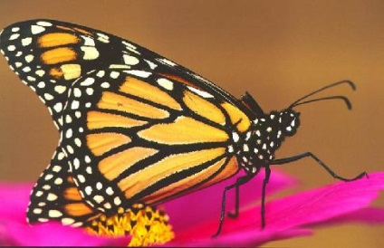 Monarch Butterfly uralkodó lepke leírás az információs üzenetet fotó esszé