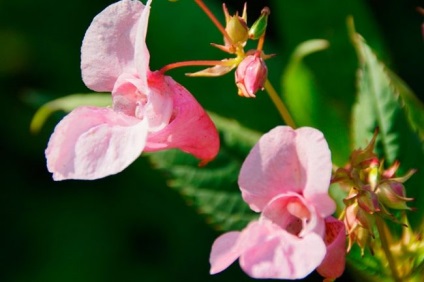 Impatiens kerti termesztése palánták az üvegházban, magvak, növények és gondozás fotó - eteplitsa