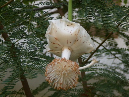 Baobab fa nő fejjel lefelé