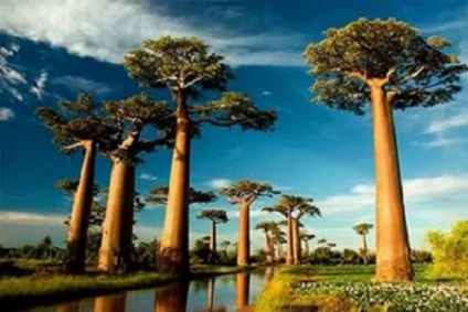 Baobab fa nő fejjel lefelé