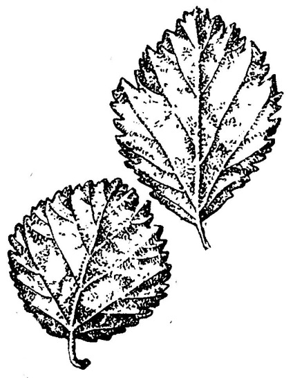 Betula alba l, 1753 - White Birch (bolyhos), a természet Evenkia