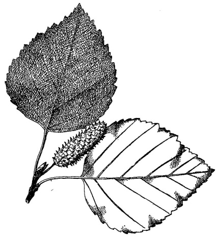 Betula alba l, 1753 - White Birch (bolyhos), a természet Evenkia