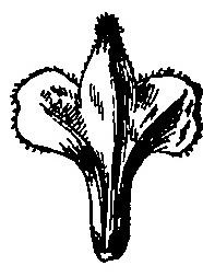 Betula alba l, 1753 - White Birch (bolyhos), a természet Evenkia