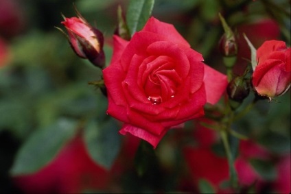 Vannak tövis nélküli rózsák, amelyben van egy legenda eredete rózsa tövis