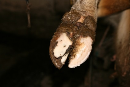 Hoof betegség tehenek diagnózisa, kezelése, megelőzése (pata) Pata betegség tehenek diagnózis, kezelés, megelőzés