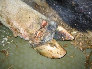 Hoof betegség tehenek diagnózisa, kezelése, megelőzése (tehén) Pata betegség tehenek diagnózis, kezelés, megelőzés