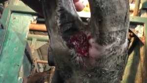 Hoof betegség tehenek diagnózisa, kezelése, megelőzése (tehén) Pata betegség tehenek diagnózis, kezelés, megelőzés
