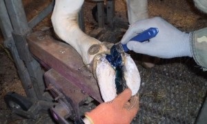 Hoof betegség tehenek diagnózisa, kezelése, megelőzése (tehén) Pata betegség tehenek diagnózis, kezelés, megelőzés