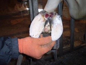 Hoof betegség tehenek diagnosztizálására, kezelésére, megelőzésére (betegség) Pata betegség tehenek diagnózis, kezelés, megelőzés