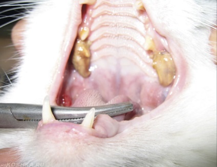 Betegségek az idősebb macskák tünetek és a kezelés visszautasításának enni