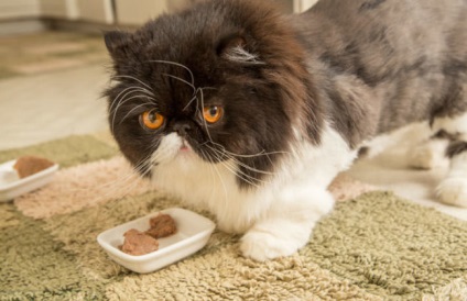 Betegségek az idősebb macskák tünetek és a kezelés visszautasításának enni