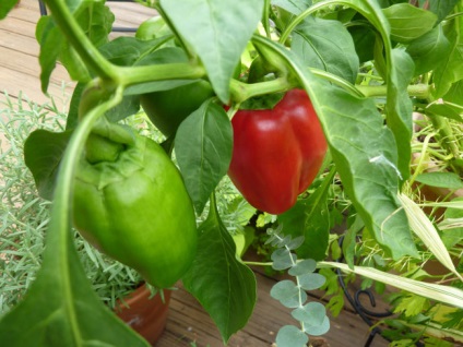 Pepper előnyei és hátrányai vitamin paprika