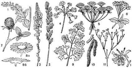 Botany, Vol I