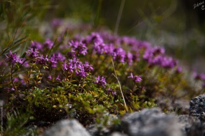 Kakukkfű - leírása tulajdonságok, a használata kakukkfű (kakukkfű) Kakukkfű - leírás, tulajdonságok, alkalmazás kakukkfű
