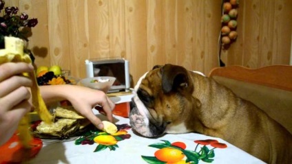 Mit Feed bulldog helyes táplálkozás otthon