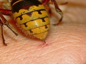 Hogyan tudjuk terjeszteni darázscsípés népi jogorvoslati és gyógyszerek (népi) Hogyan tudjuk terjeszteni darázscsípés emberek pénzét és a kábítószerek