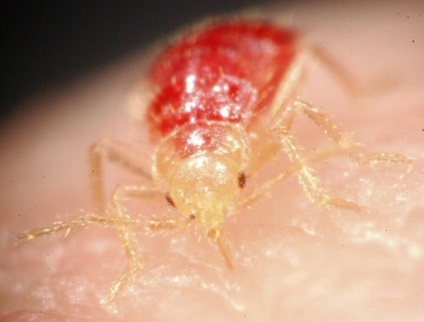 A bogarak az emberre veszélyes, és hogy tudják átadni a betegséget