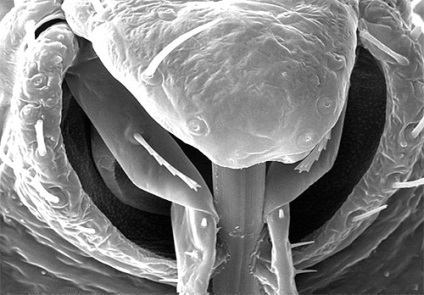 A bogarak az emberre veszélyes, és hogy tudják átadni a betegséget