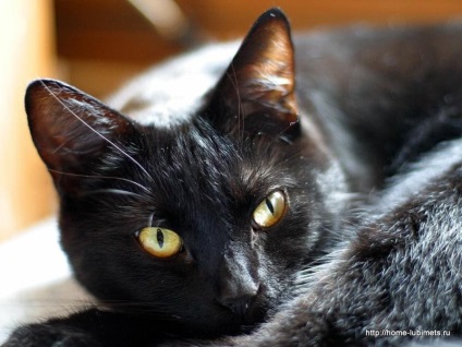 Fekete macskák - pet