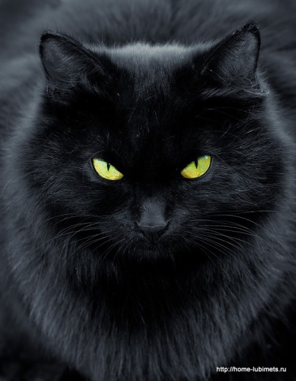 Fekete macskák - pet