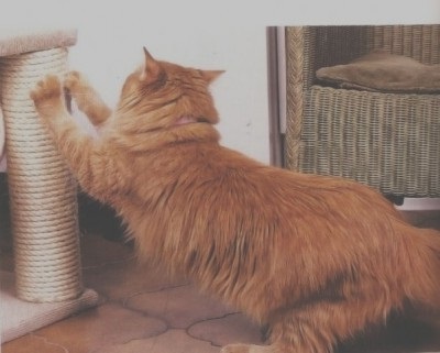 Mit lehet tenni, hogy a macska nem karcolja meg a lakástextíliák (bútorok) Mit lehet tenni, hogy a macska nem karcolja puha bútorok