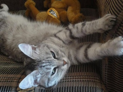 Mit lehet tenni, hogy a macska nem karcolja puha bútor (cat) Mit lehet tenni, hogy a macska nem karcolja puha bútorok