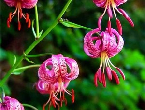 Lily virágok, nő a kertben, ültetés és gondozó növények