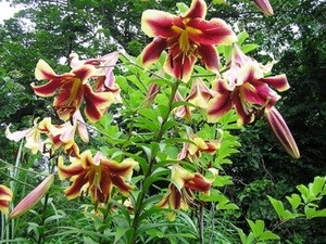 Lily virágok, nő a kertben, ültetés és gondozó növények