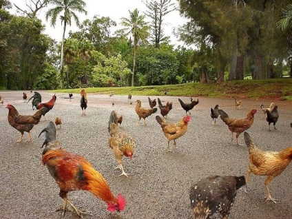 Wild csirkék - ősei a hazai tyúkok, fotó és videó