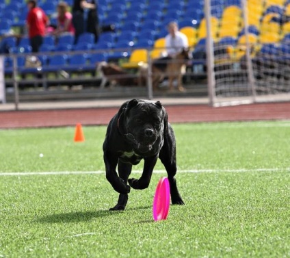 Kutya-Frisbee - népszerű és gyönyörű kilátás nyílik a kutya sport