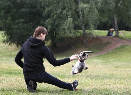 Kutya-Frisbee - népszerű és gyönyörű kilátás nyílik a kutya sport