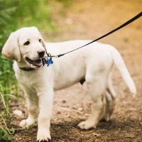 Labrador Képzés (képzési) Labrador Képzés