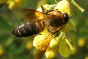 Dvuhmatochnoe tartalom méhek árnyalatok és jellemzői