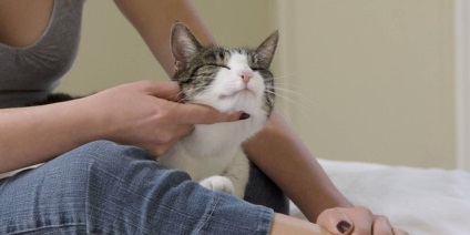 Ekcéma macskáknál okoz, a tünetek, fajta, a kezelés