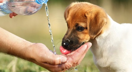 Ha a kutya ivott elég vizet