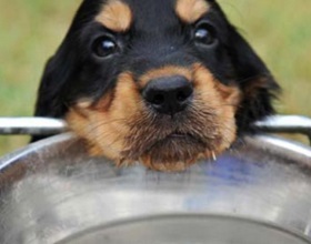 Ha a kutya ivott elég vizet