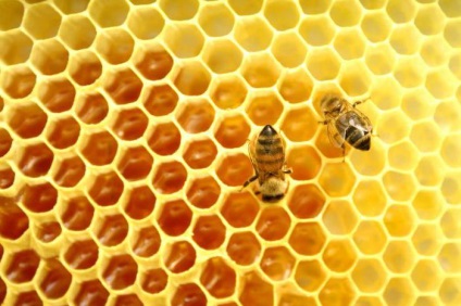 Van-e cukor méz hasznos tulajdonságok, típusai és jellemzői használat