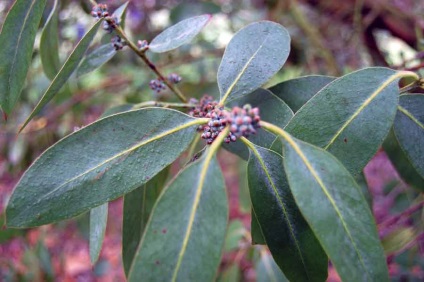 Eucalyptus otthoni gondozást, osztály, fotó