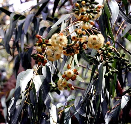 Eucalyptus otthoni gondozást, osztály, fotó