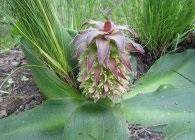 Eucomis vagy eukomis termesztés, gondozás, tenyésztés