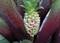 Eucomis vagy eukomis termesztés, gondozás, tenyésztés