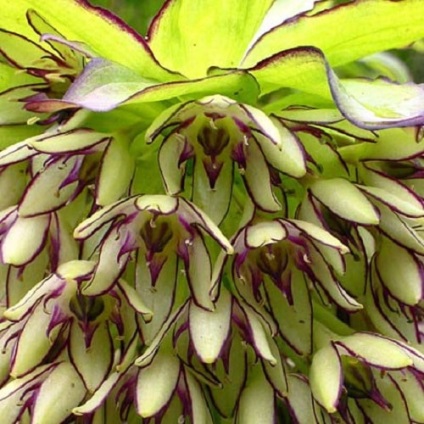 Eucomis vagy eukomis termesztés, gondozás, tenyésztés