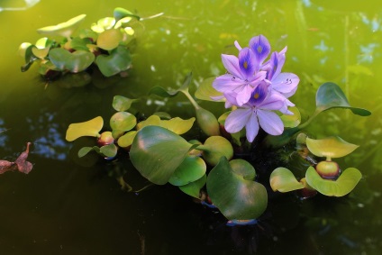 Eyhorniya - vizes giatsintsvoy parasztház (víz hyacinth winter) Eichhorn - víz giatsintsvoy községben