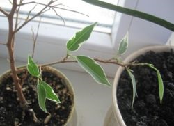 Ficus benjamina elhagyja visszaáll