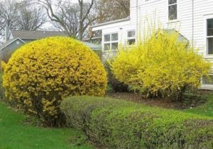 Forsythia - ültetés és gondozás, reprodukció, fajtaleírási