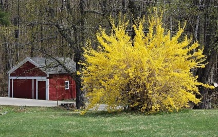 Forsythia - ültetés és gondozás, reprodukció, fajtaleírási