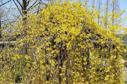 Forsythia - ültetés és gondozás, reprodukció, fajtaleírási