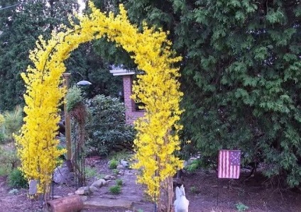 Forsythia - ültetés és gondozás, reprodukció, fajtaleírási