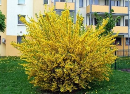 Forsythia - ültetés és gondozás, reprodukció, fajtaleírási