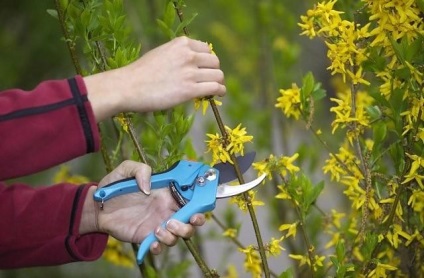 Forsythia - ültetés és gondozás, reprodukció, fajtaleírási